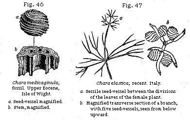 Figures 46, 47 - Chara varieties
